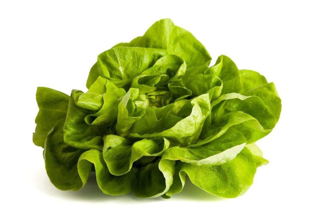 bibb-lettuce